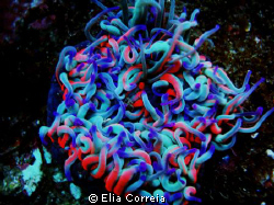 Anemone! by Elia Correia 